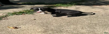 American Pit Bull Terrier 3