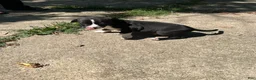 American Pit Bull Terrier dogs for sale: American Pit Bull Terrier 3 - Ad 1