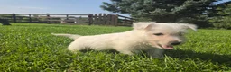 West Highland Terrier dogs for sale: West Highland Male 3 - Ad 2