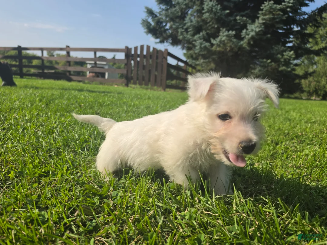 West Highland Terrier dogs for sale: West Highland Male 3 - Ad 2