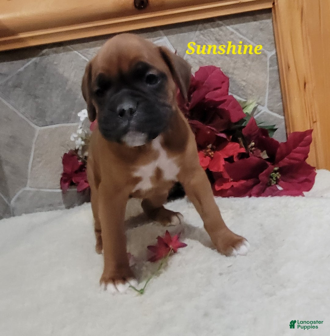 Boxer dogs for sale: Sunshine - Ad 3
