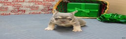French Bulldog dogs for sale: Benny - Ad 10