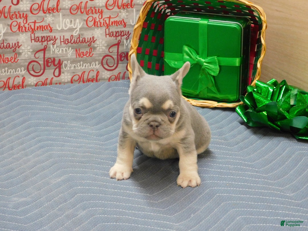 French Bulldog dogs for sale: Benny - Ad 10