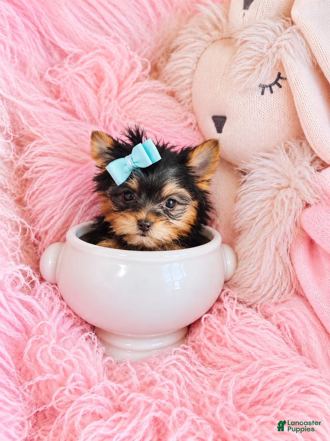 Yorkshire Terrier dogs for sale: Teacup Yorkshire Terrier 1 - Ad 1