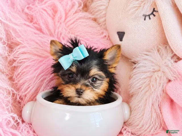Yorkshire Terrier dogs for sale: Teacup Yorkshire Terrier 1 - Ad 1
