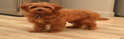 Cavapoo dogs for sale: Abby  - Ad 1