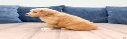 Mini Goldendoodle dogs for sale: Lance - Ad 4