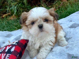 Shih Tzu dogs Hailey - Ad 39