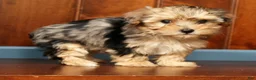 Yorkiepoo dogs for sale: Bella - Ad 8