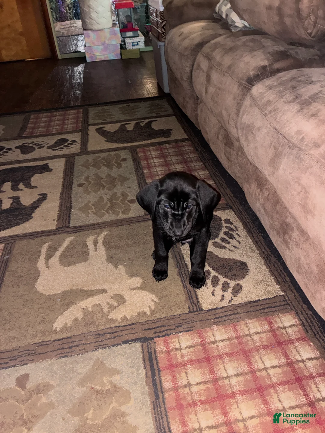 Mixed Breed dogs for sale: Willow - Ad 1