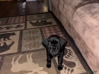 Mixed Breed dogs for sale: Willow - Ad 1