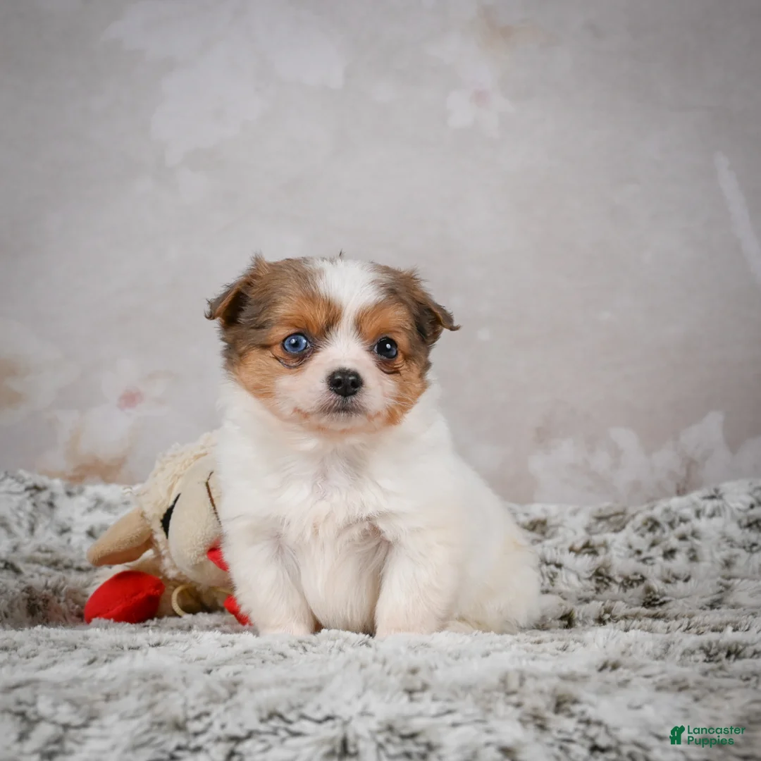 Chihuahua dogs for sale: Hunter - Ad 15