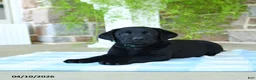 Labrador Retriever dogs for sale: Kiwi - Ad 1