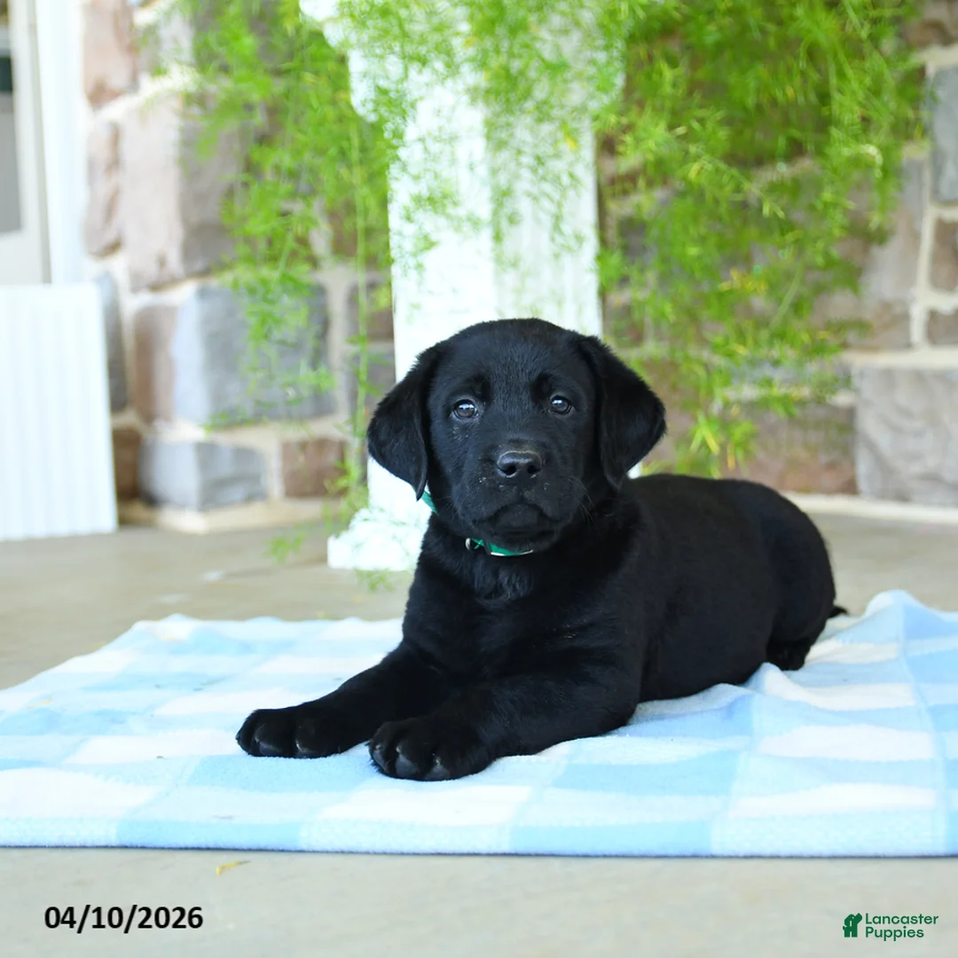 Labrador Retriever dogs for sale: Kiwi - Ad 1
