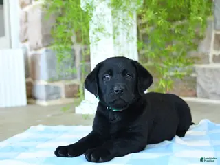 Labrador Retriever dogs for sale: Kiwi - Ad 3