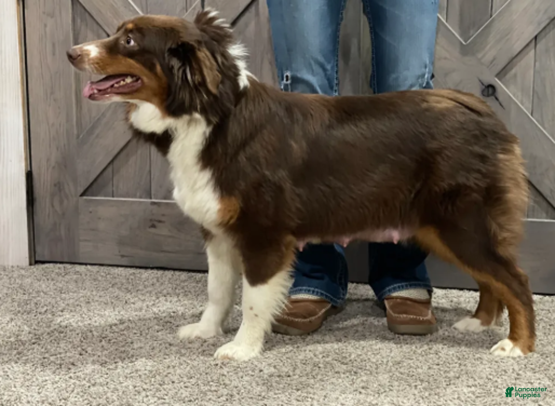 Aussiedoodle dogs for sale: Red Merle Male - Ad 4