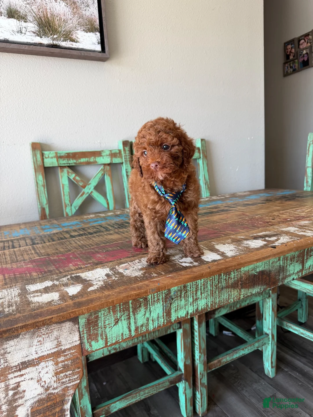 Miniature Poodle dogs for sale: Akc Clear 🧬 Tested Red Poodle Boy - Ad 10