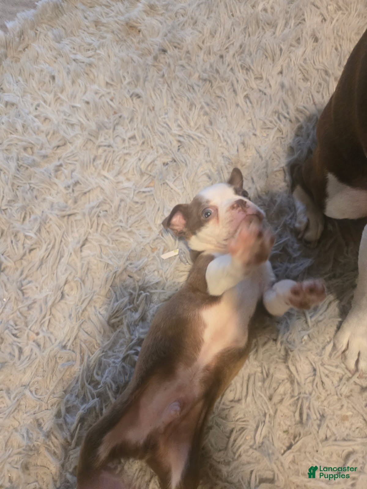 Boston Terrier dogs for sale: Simon - Ad 2