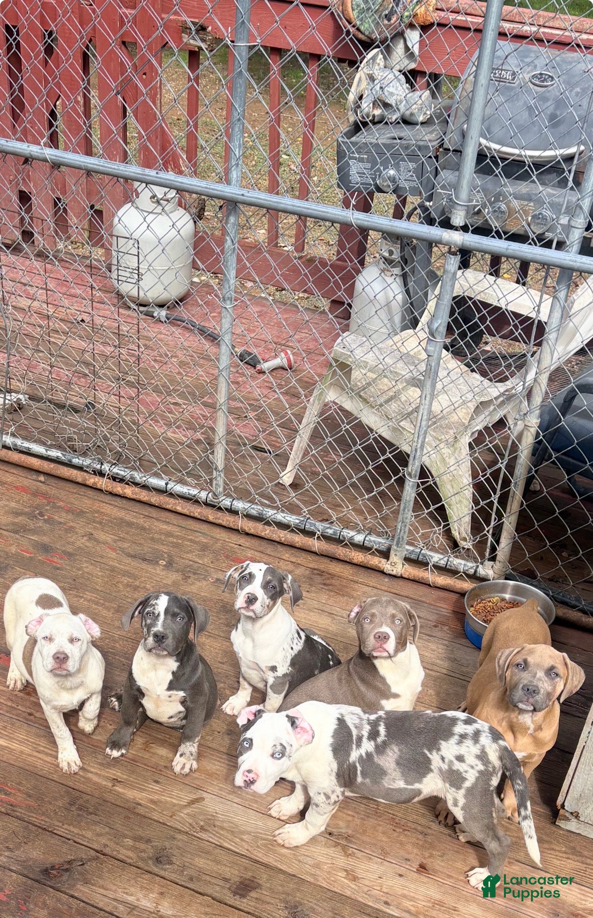 American Bully dogs Casper - Ad 2