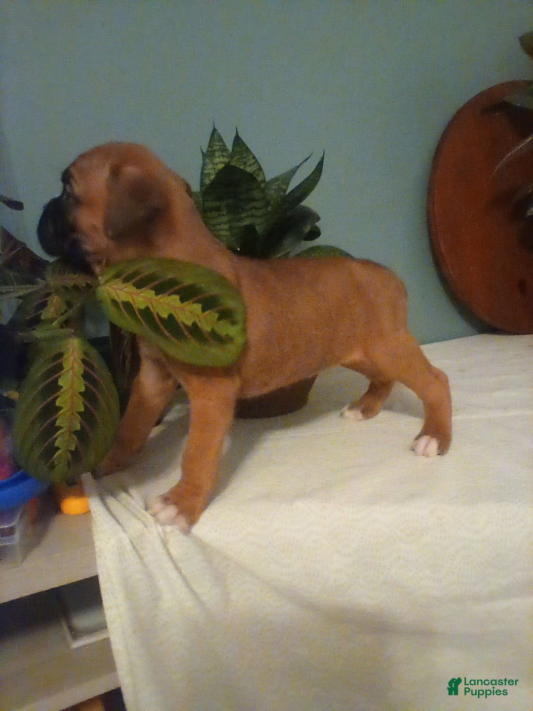 Boxer dogs for sale: Boxer Puppy 3 - Ad 4