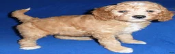 Cockapoo dogs for sale: Teddy - Ad 8