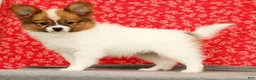 Papillon dogs for sale: Zion - Ad 3
