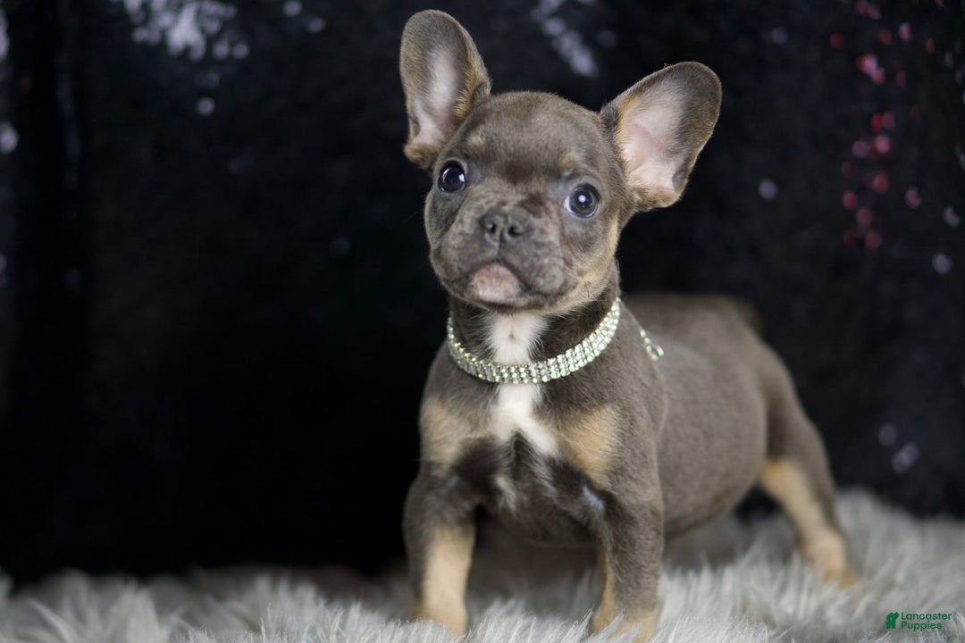 French Bulldog dogs for sale: Roody - Ad 7
