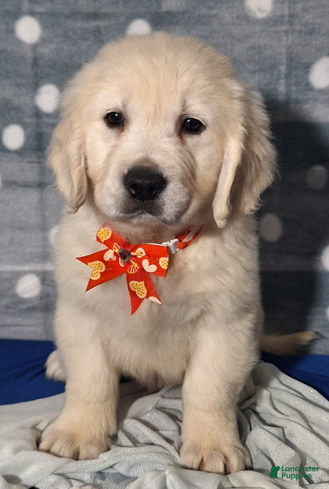Golden Retriever dogs for sale: Jonah - Ad 3