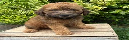 Whoodle dogs for sale: Huxley - Ad 3