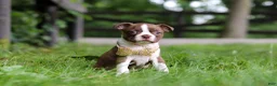 Boston Terrier dogs for sale: Jewel - Ad 3