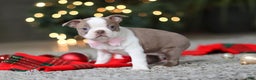 Boston Terrier dogs for sale: Macy - Ad 3