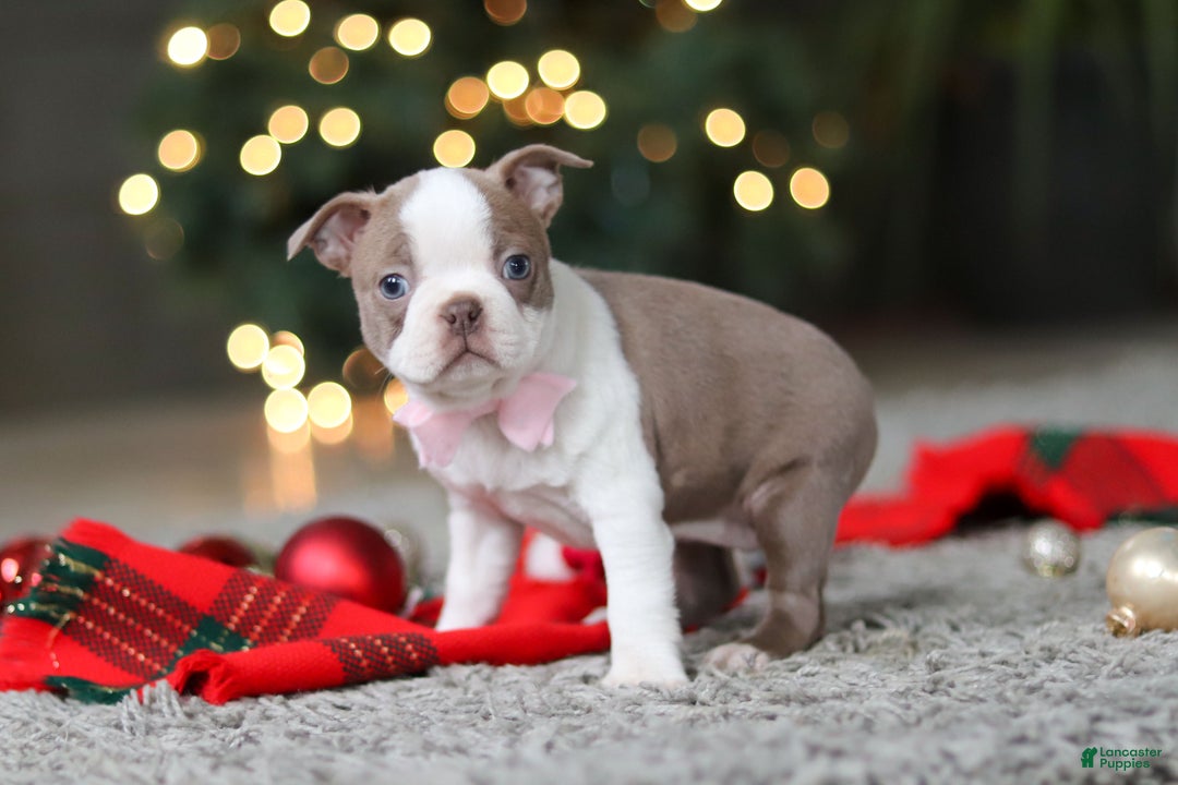 Boston Terrier dogs for sale: Macy - Ad 3