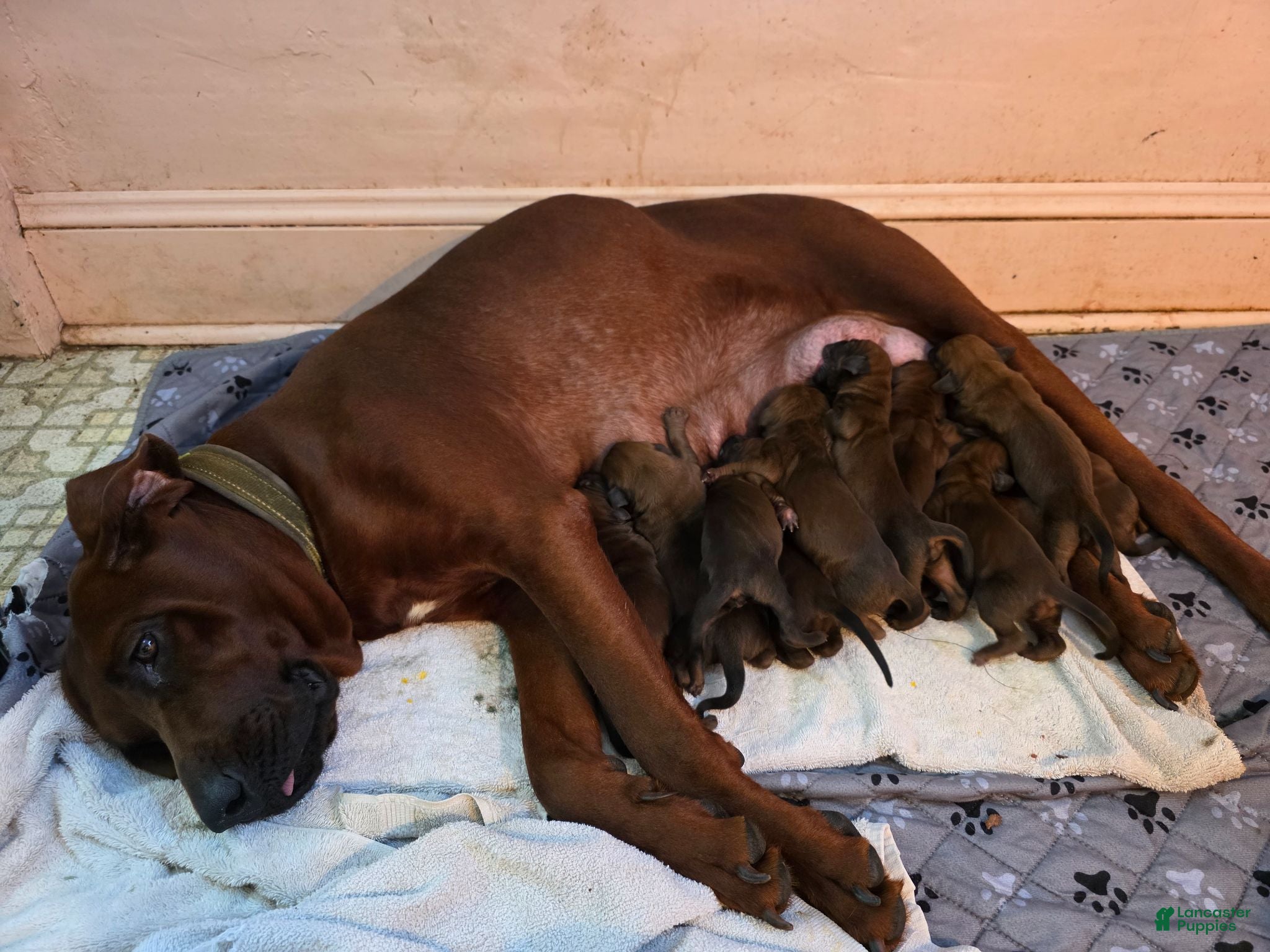 Redbone Coonhound dogs Redbone Coonhound 5 - Ad 4