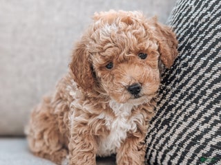 Bichpoo dogs - Ad 25