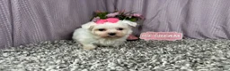 Maltese dogs for sale: Maltese 1 - Ad 2