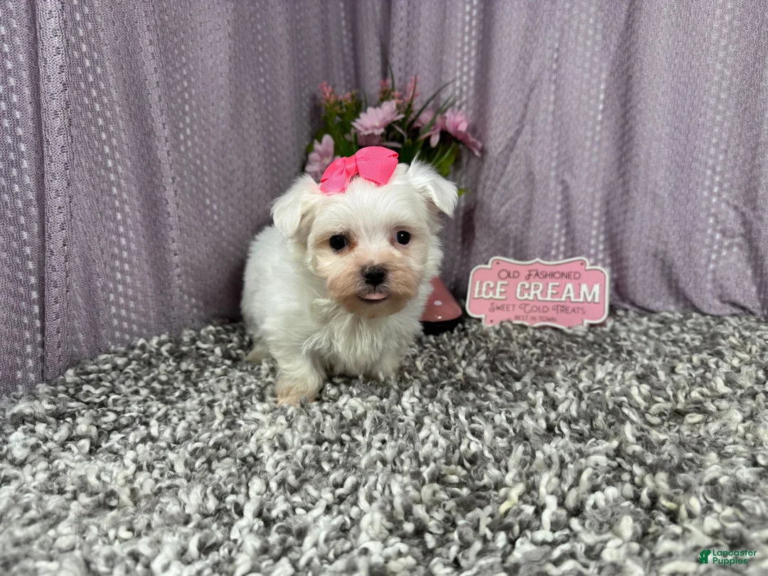 Maltese dogs for sale: Maltese 1 - Ad 2
