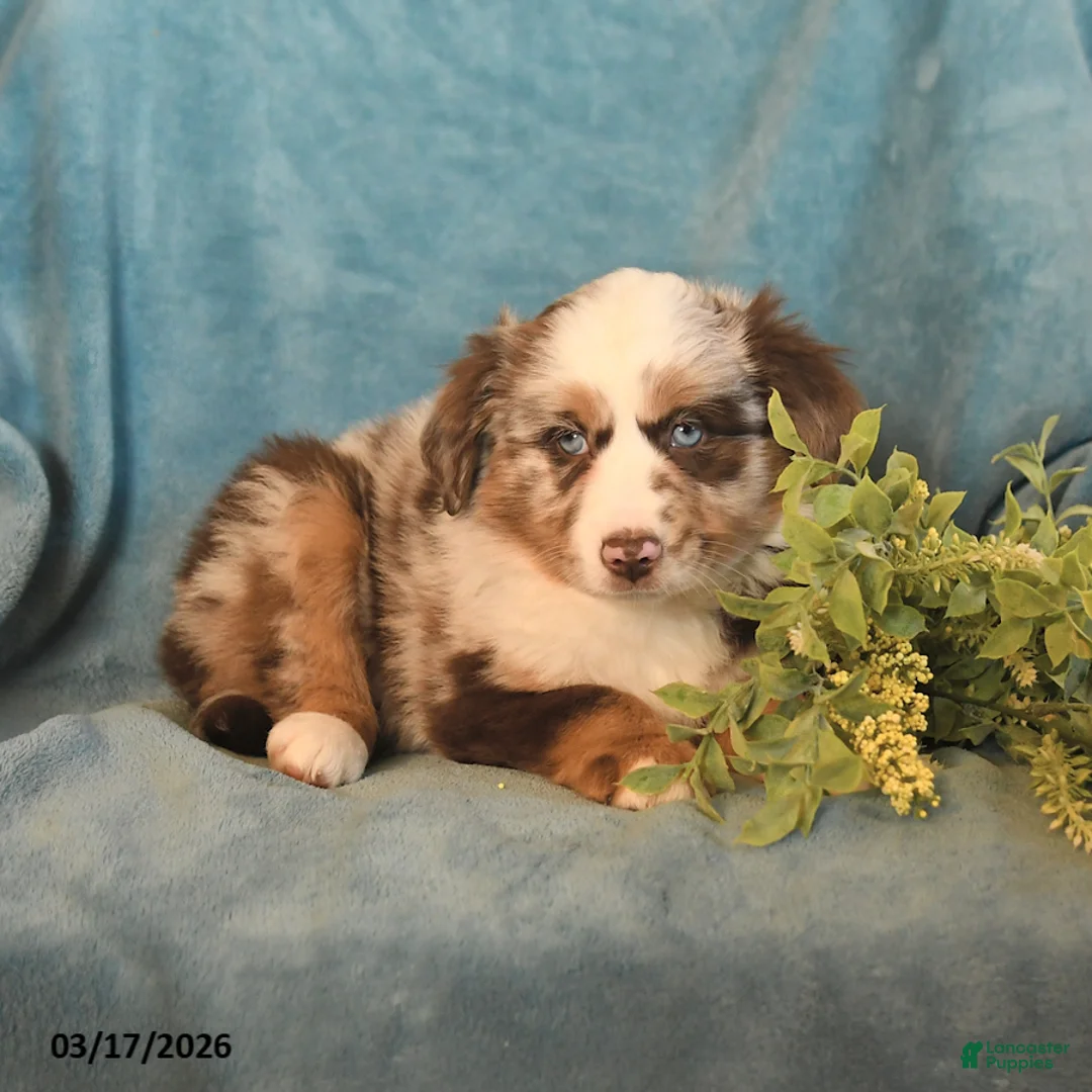 Miniature Australian Shepherd dogs for sale: Muffin - Ad 3