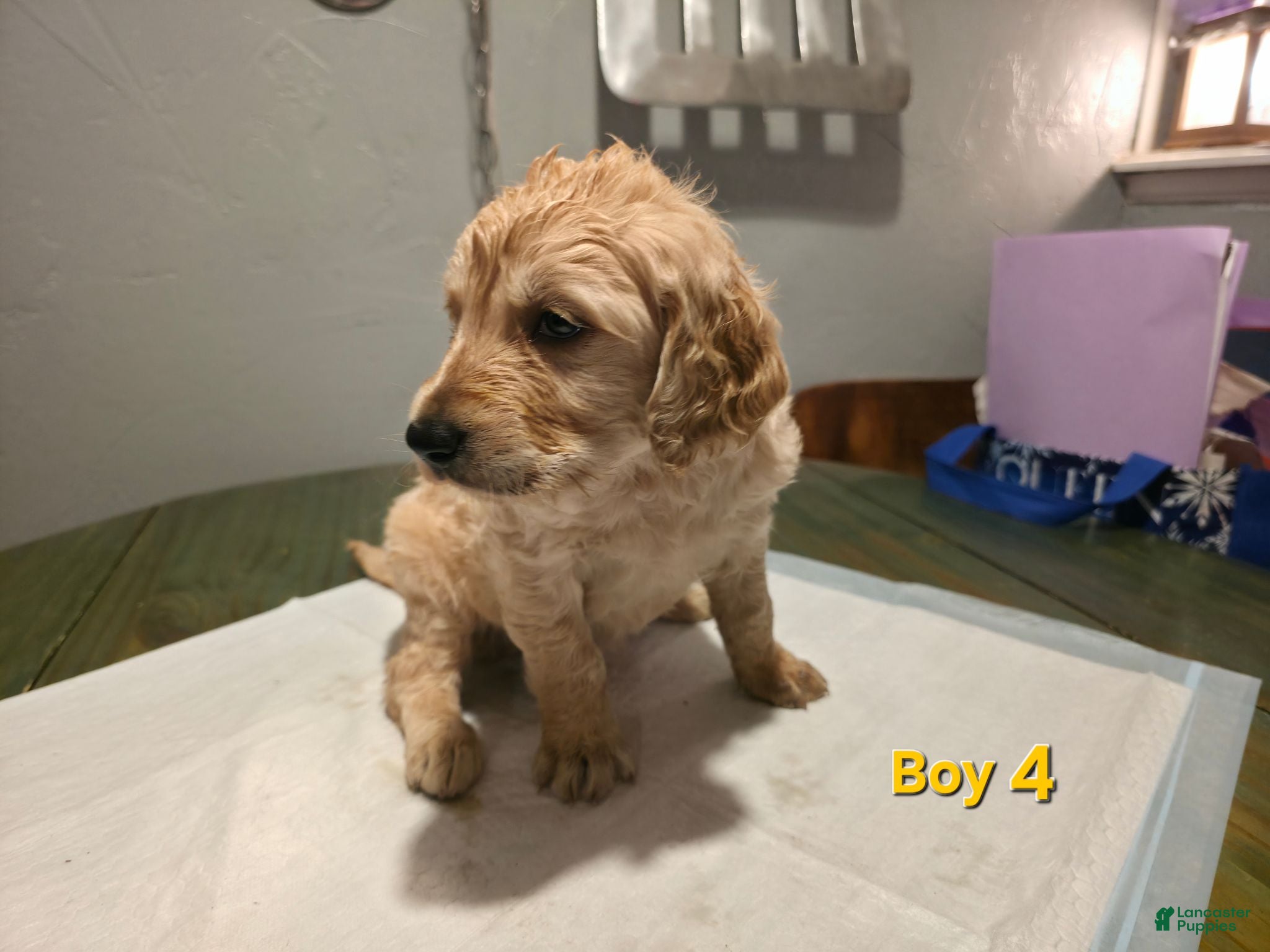 Goldendoodle dogs Goldendoodle male 4 - Ad 20