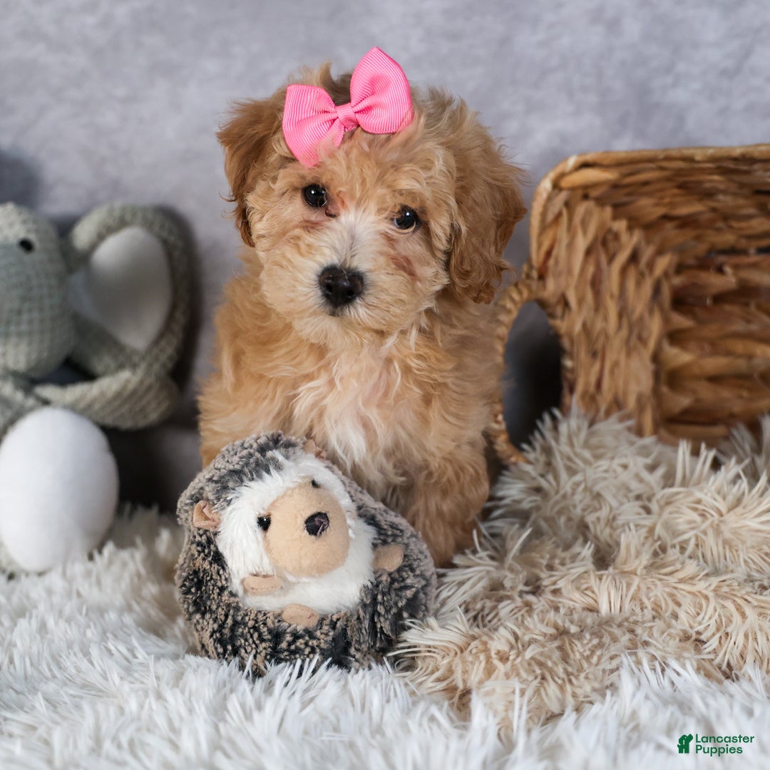 Shihpoo dogs for sale: Eleanor - Ad 4