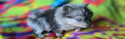 Pomeranian dogs for sale: Xavier Teacup  - Ad 4
