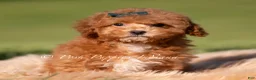 Maltipoo dogs for sale: Pepper FB - Ad 3