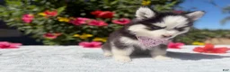 Pomsky dogs for sale: Percy - Ad 5