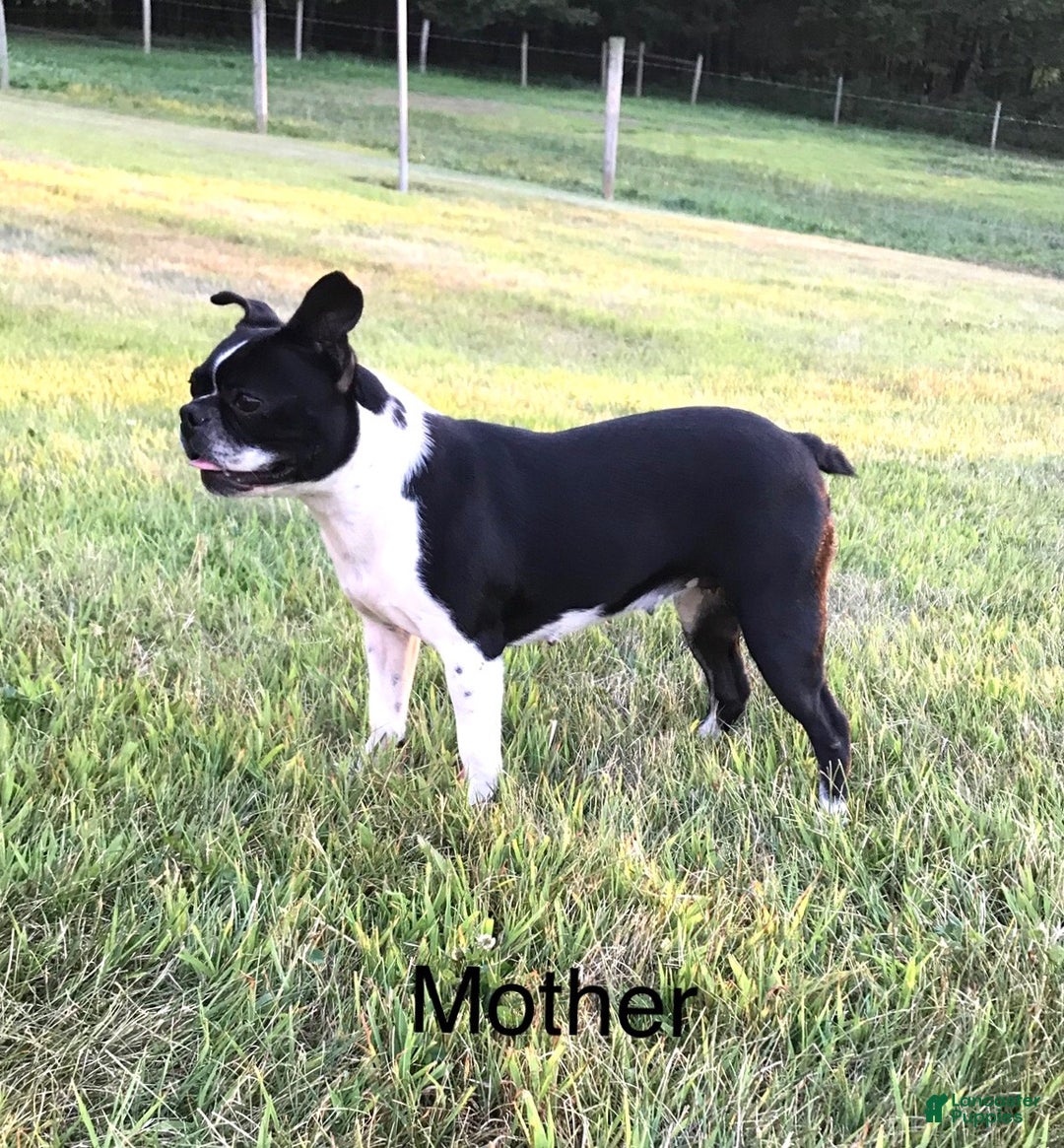 Frenchton dogs for sale: Tillie - Ad 5