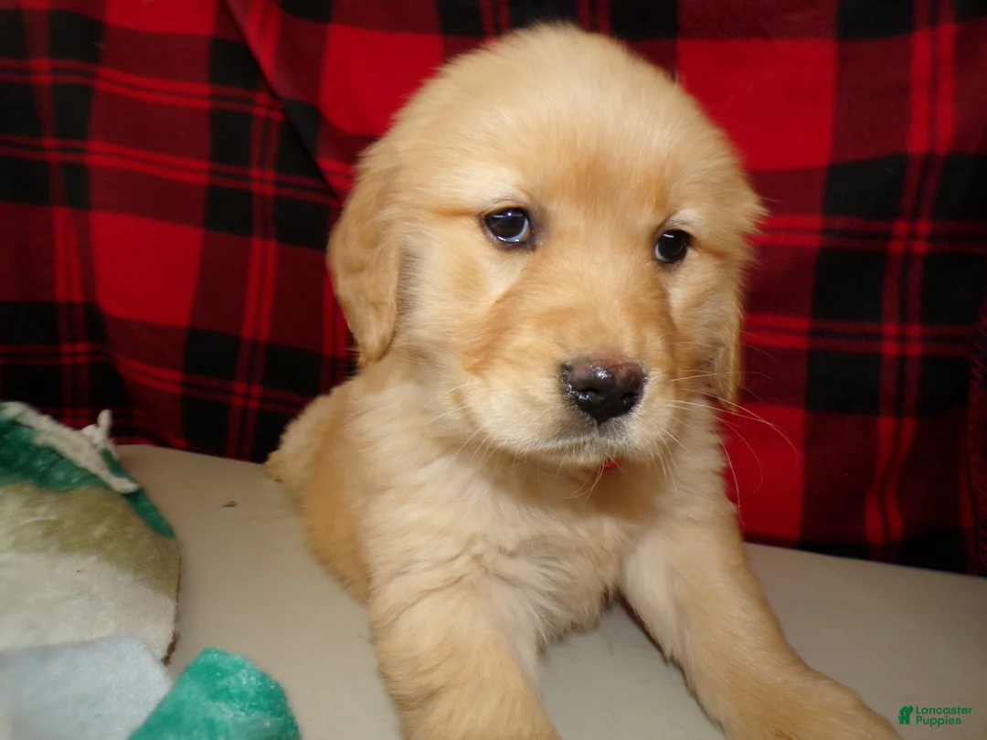 Golden Retriever dogs for sale: Golden Retriever Puppy 1 Ryanna - Ad 2