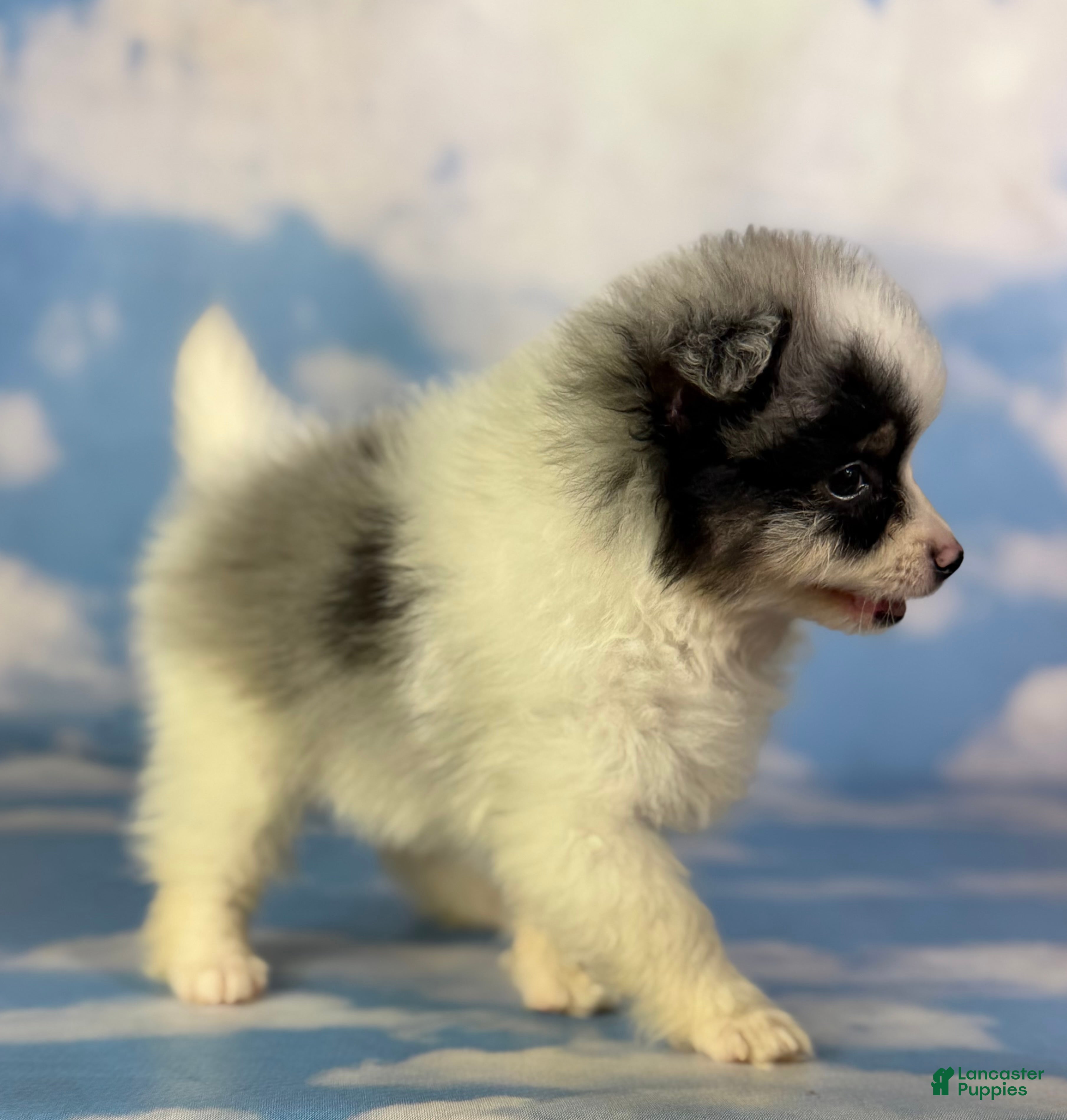 Pomeranian dogs Tux - Ad 2
