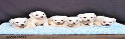Bichon Frise dogs for sale: Leo - Ad 3