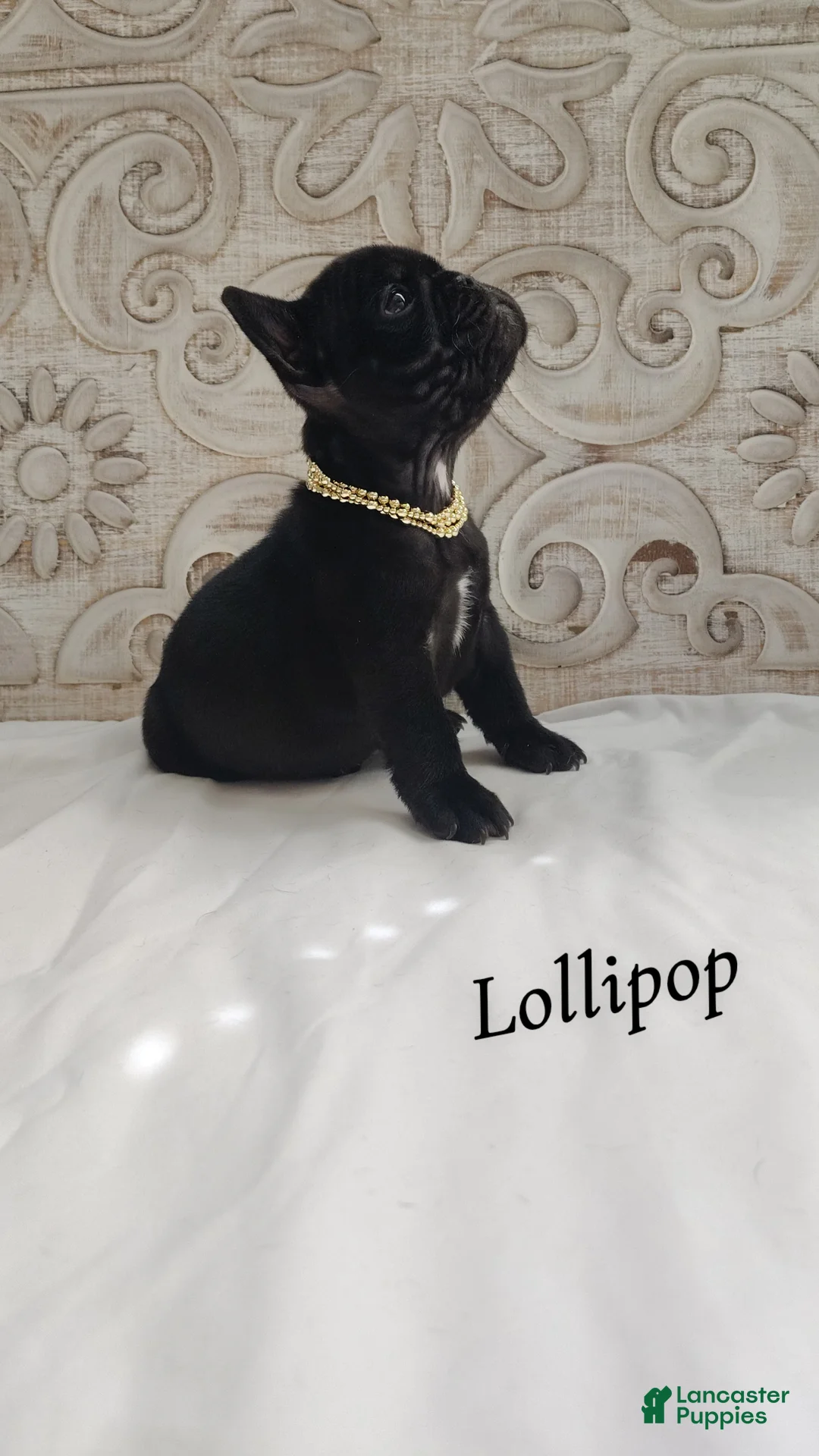 French Bulldog dogs for sale: Lollipop  - Ad 2