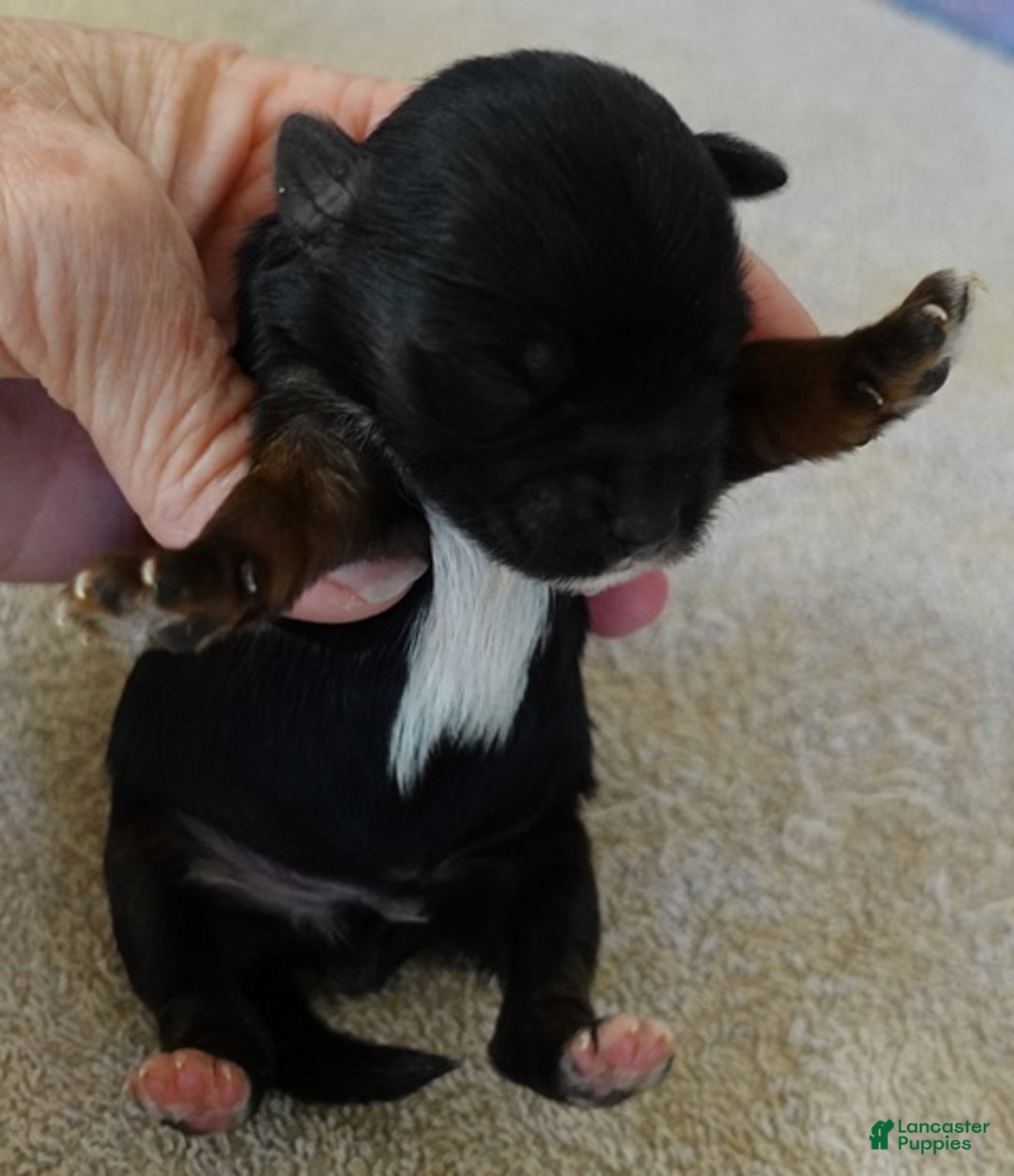 Yorkshire Terrier dogs for sale: Kismet black face - Ad 1