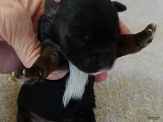 Yorkshire Terrier dogs Kismet black face - Ad 28