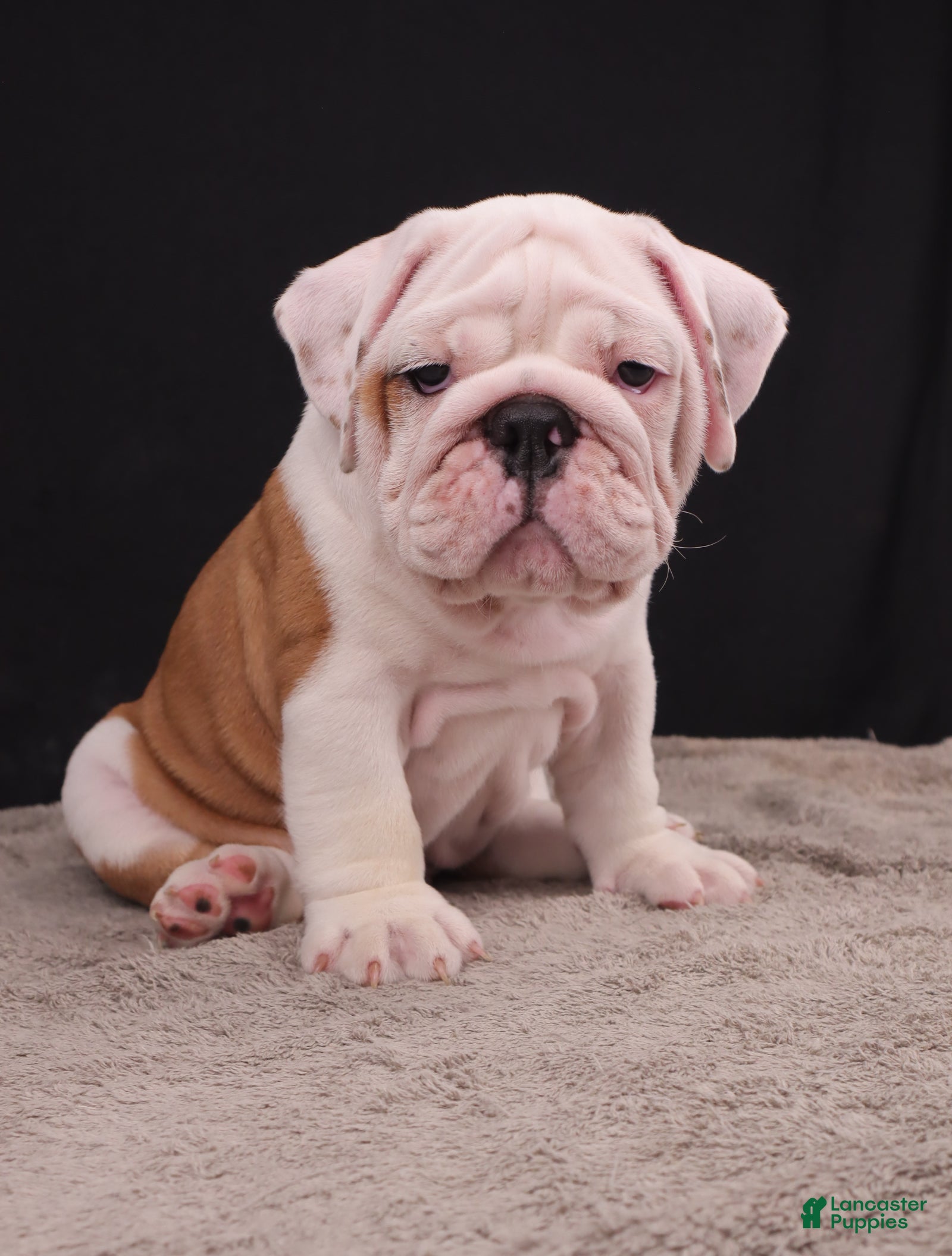 English Bulldog dogs Hank - Ad 2